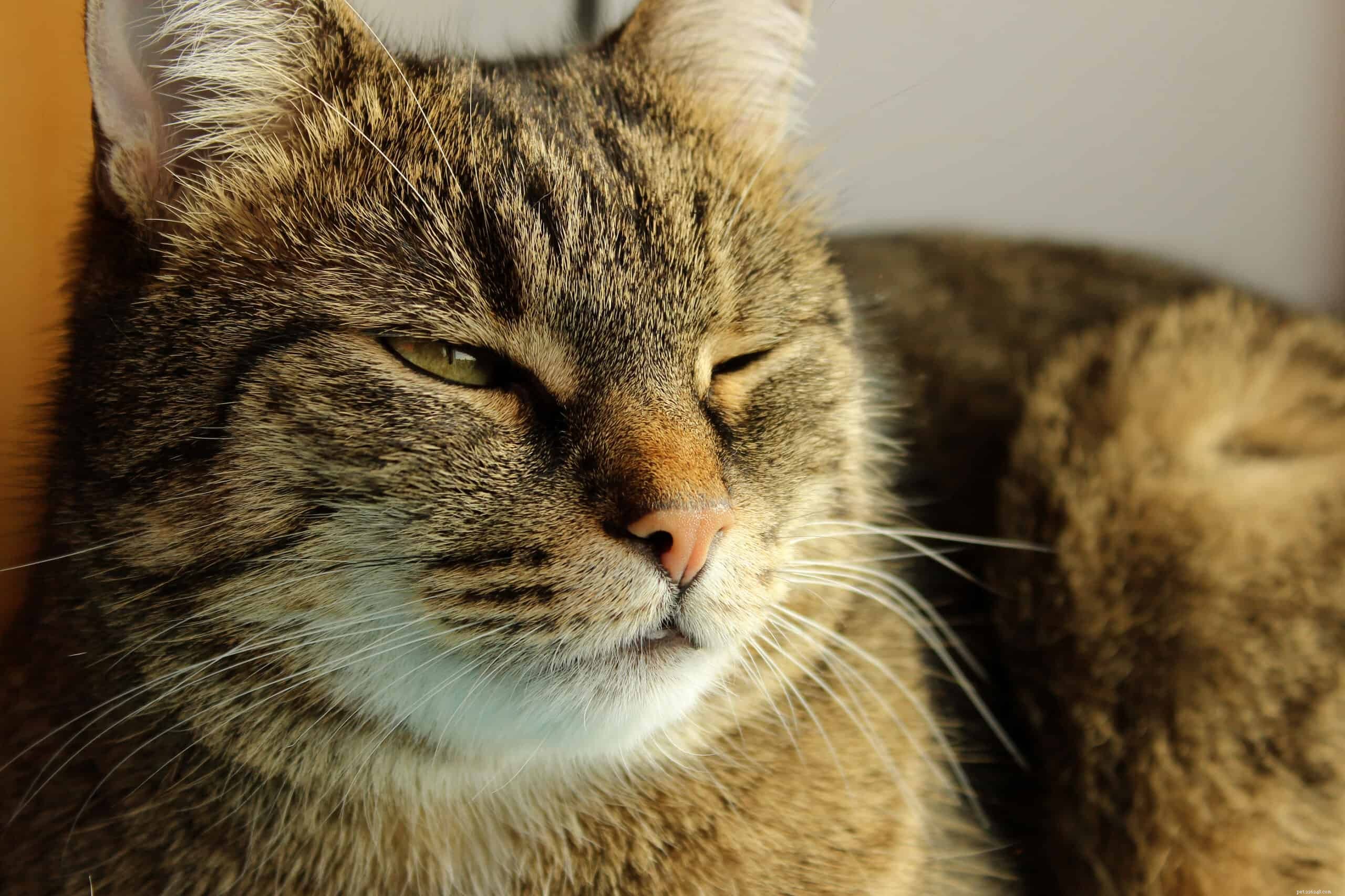 Perché i gatti non lampeggiano spesso?