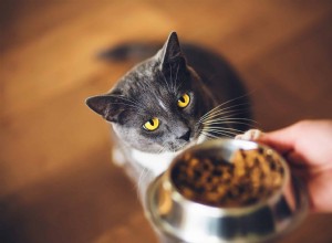 연구에 따르면 고양이는 식품 일에 관심이 없음이 확인되었습니다.