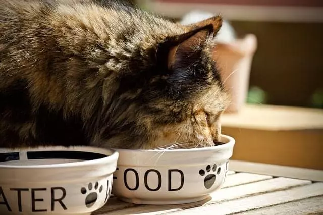 Lo studio conferma che i gatti non hanno interesse a lavorare per il cibo