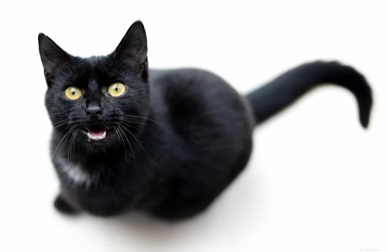 Fem supersöta saker som katter gör och varför de gör dem