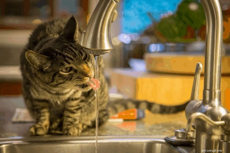 Hur du håller din katt borta från disken