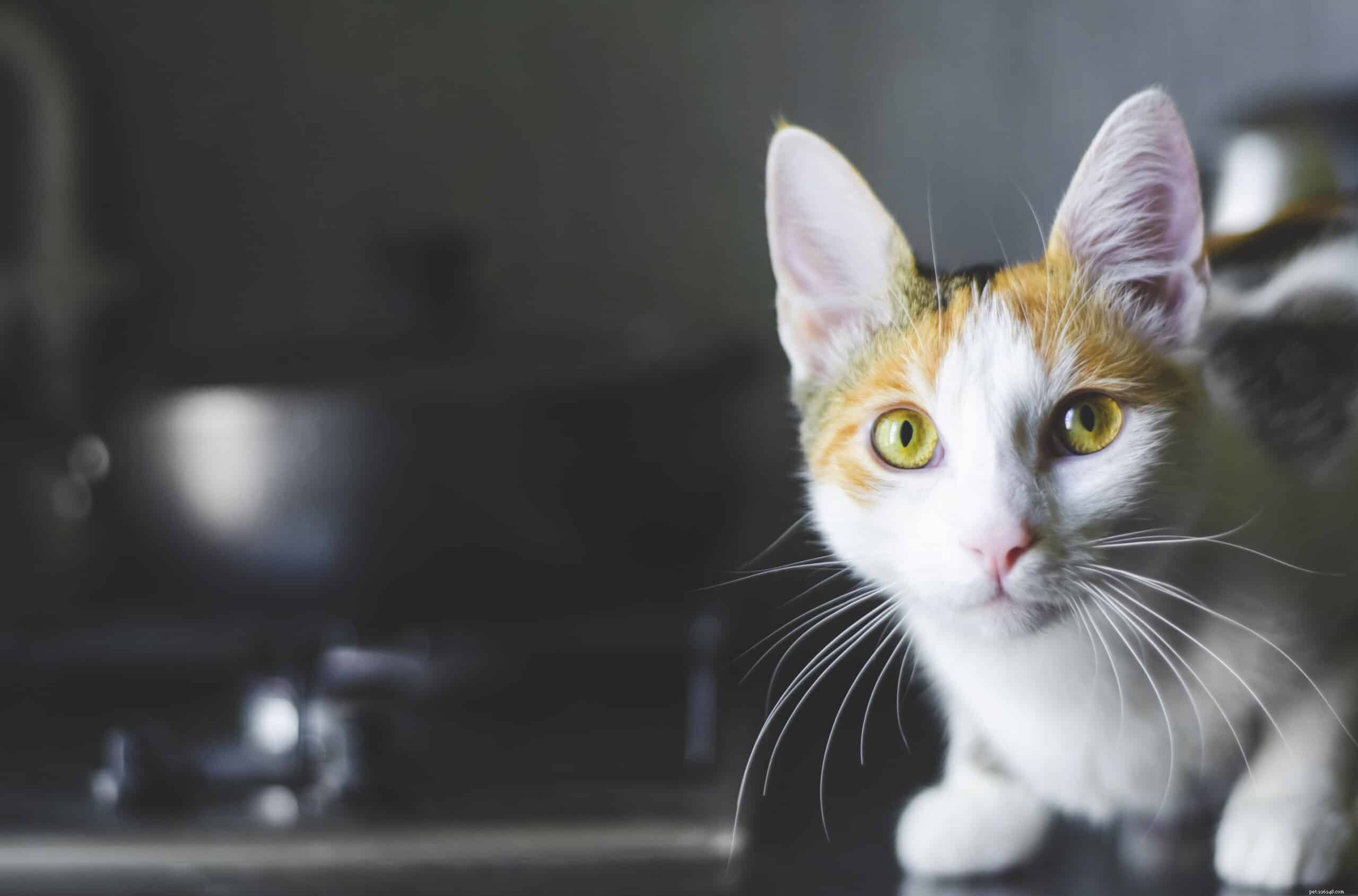 Hur du håller din katt borta från disken