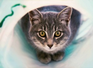 Pourquoi les chats ont-ils peur des bruits forts ?