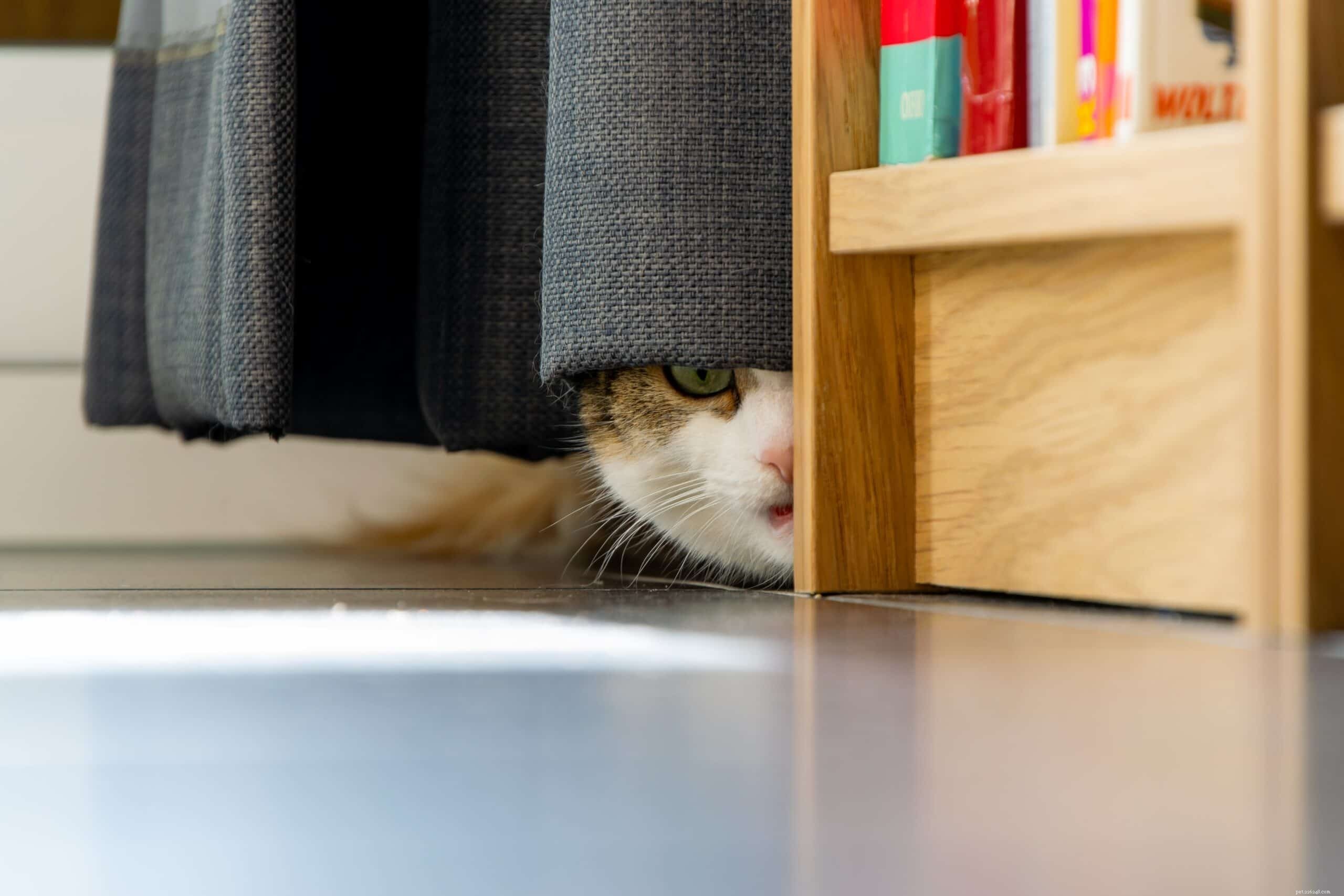 Waarom zijn katten bang voor harde geluiden?