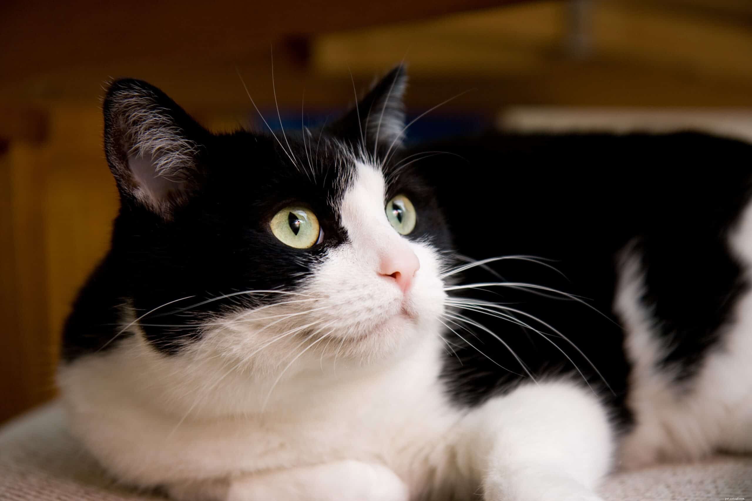 Proč se kočky bojí hlasitých zvuků?