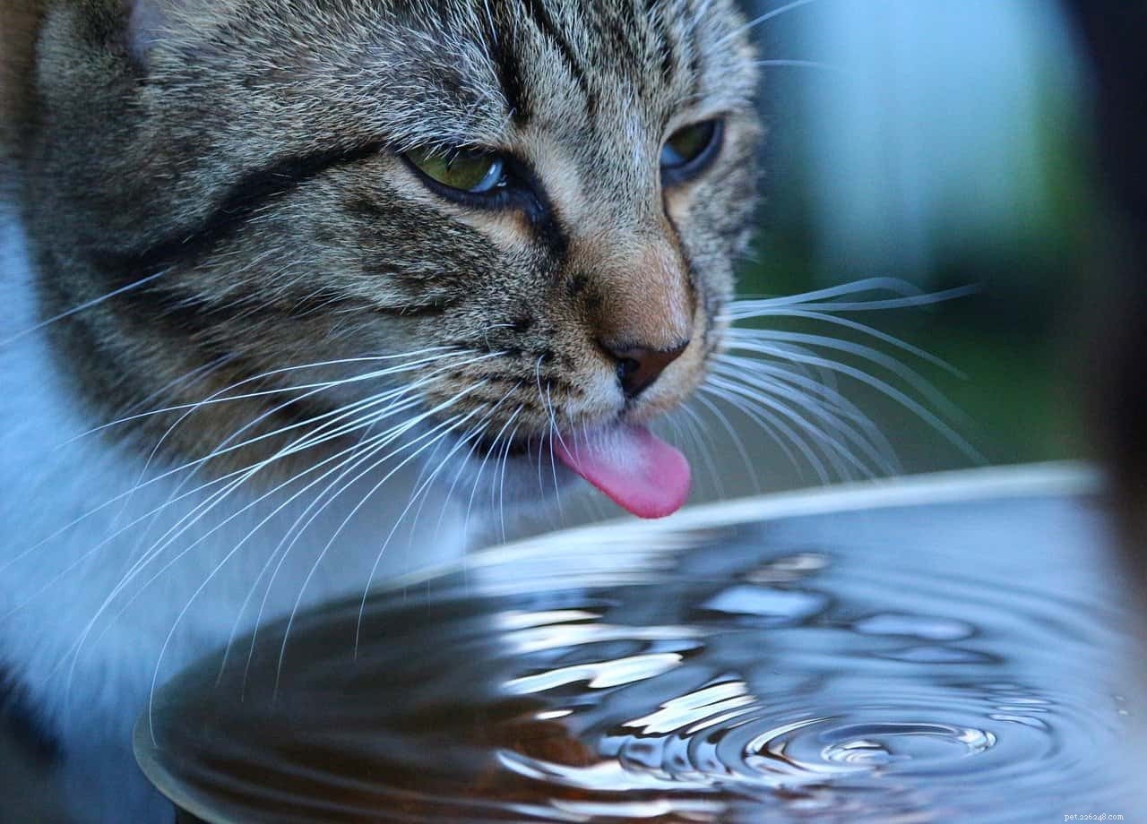 Почему кошки лапают воду?