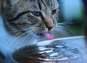 고양이가 물을 갉아먹는 이유는 무엇입니까?