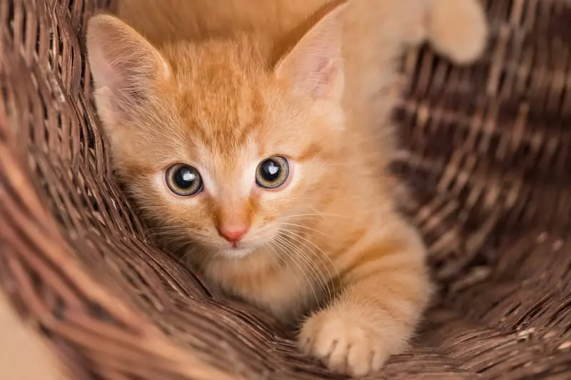 Почему оранжевые кошки обычно такие дружелюбные?