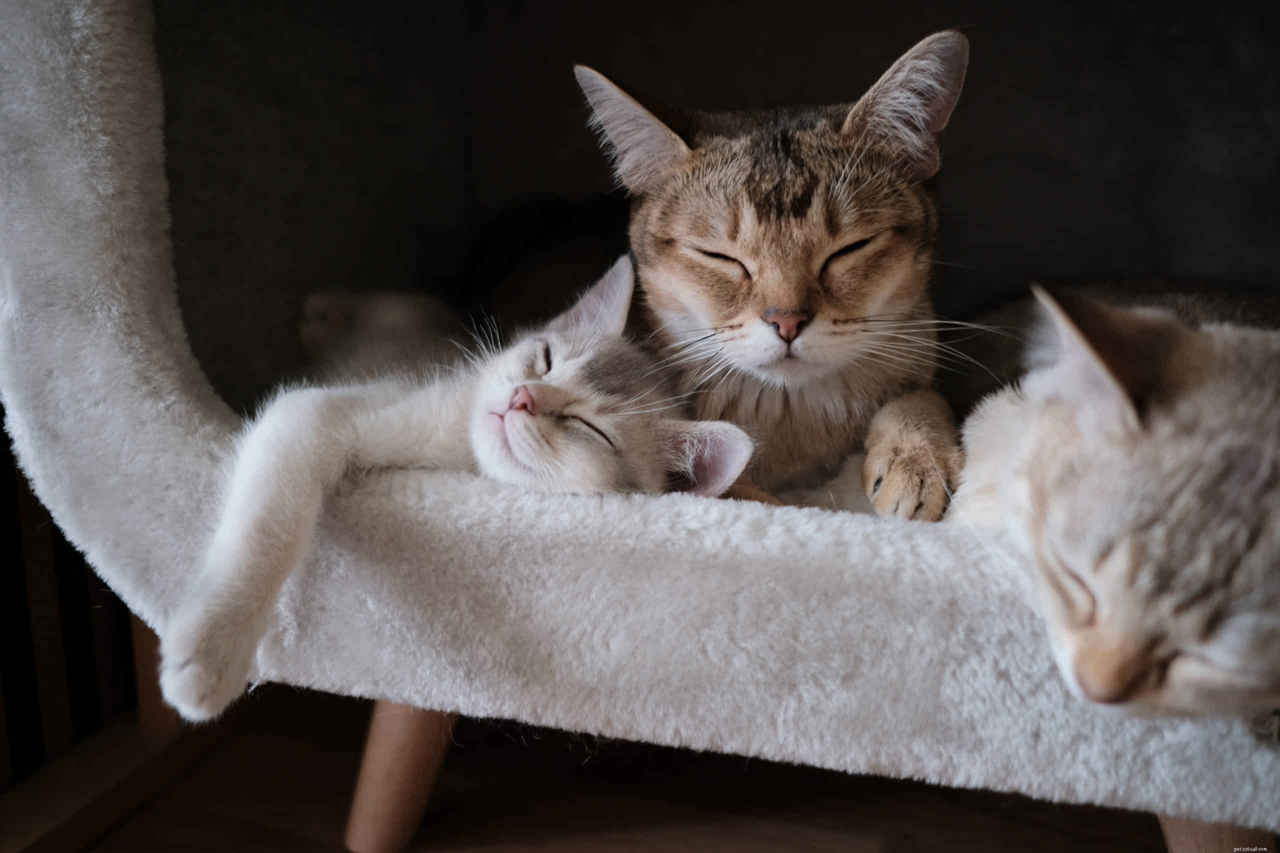 Waarom houden katten ervan om warm te zijn?