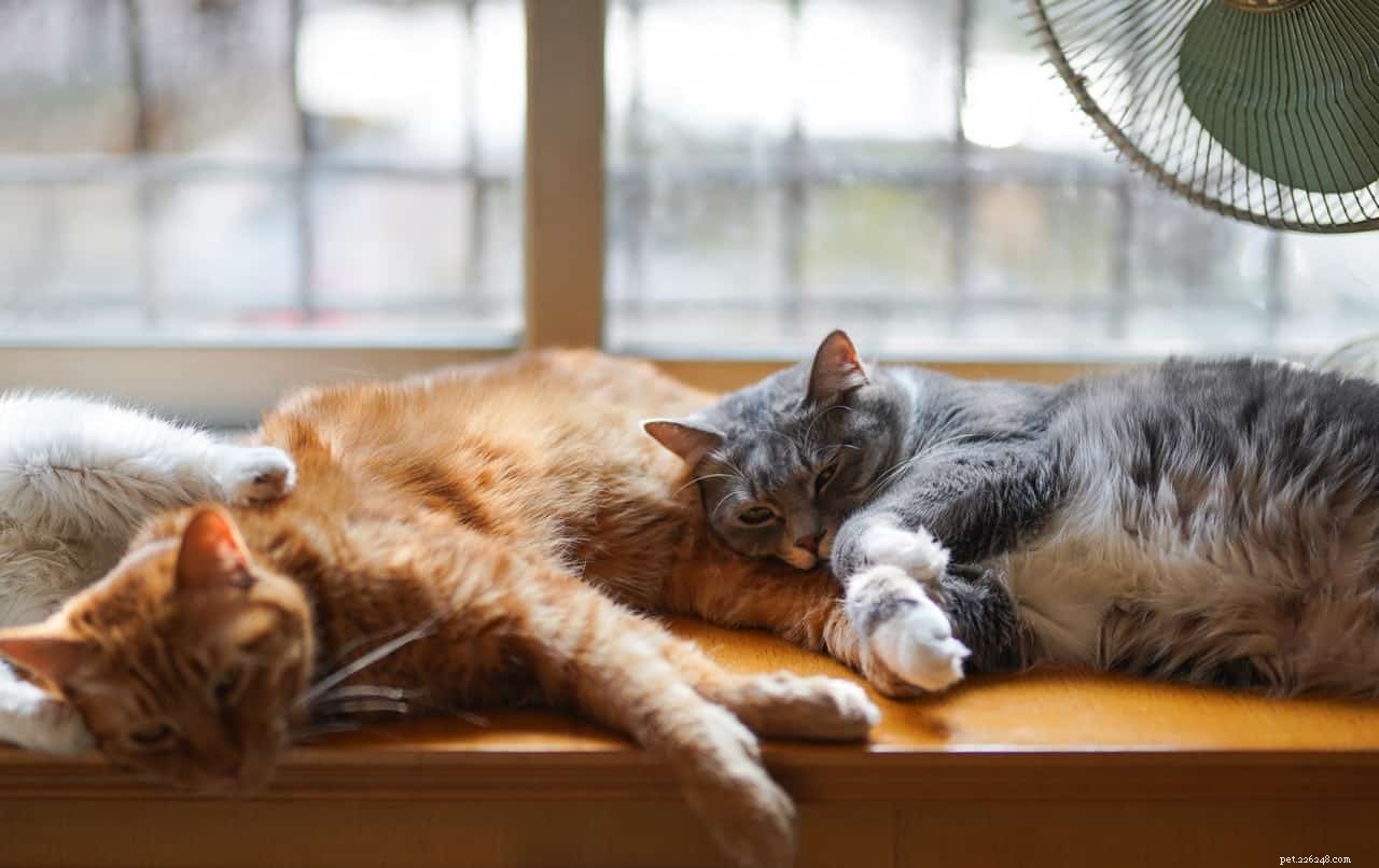 Perché i gatti amano stare al caldo?