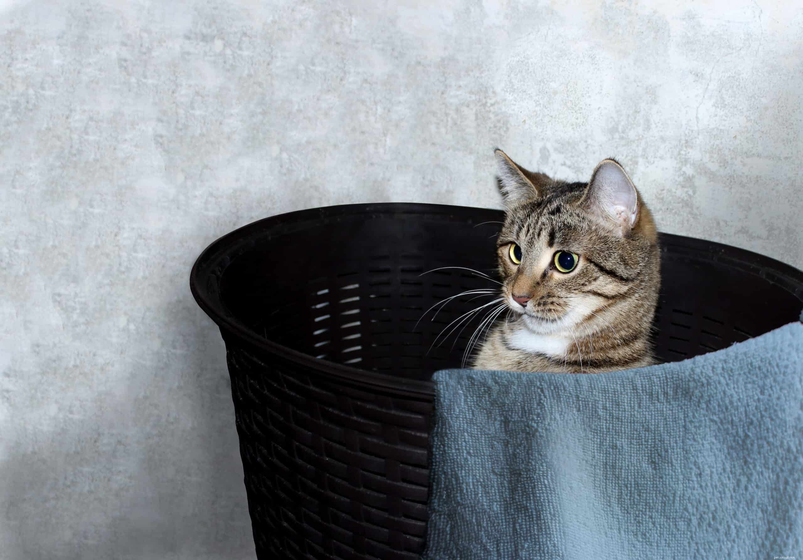많은 고양이들이 빨래 바구니에 집착하는 이유는 무엇입니까?