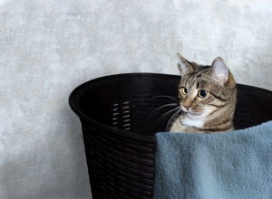 Por que tantos gatos são obcecados por cestas de lavanderia?
