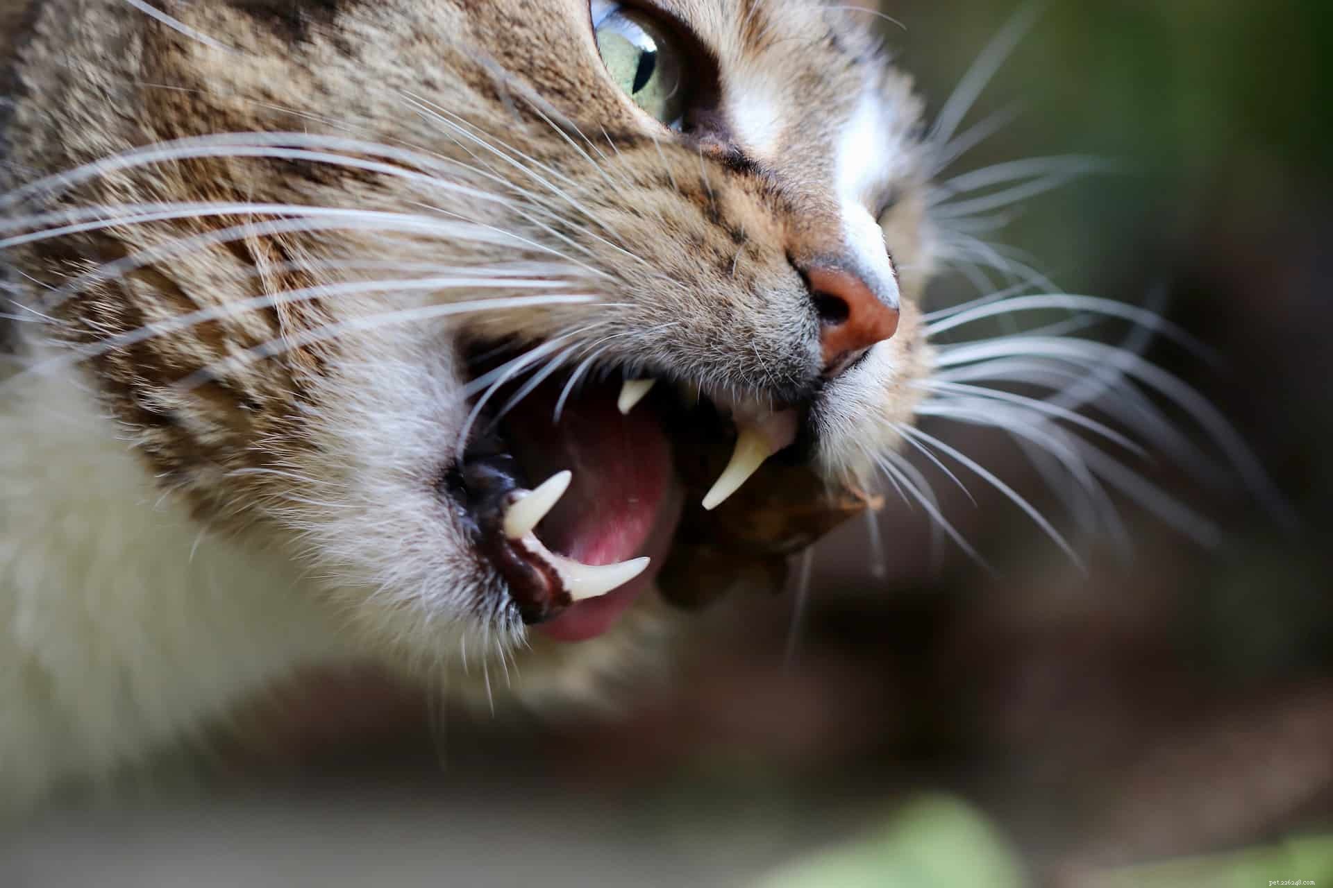 I gatti possono falsificare le malattie? Lo studio dice di sì