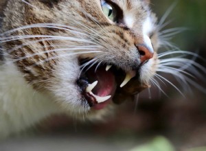 Mohou kočky předstírat nemoci? Studie říká ano