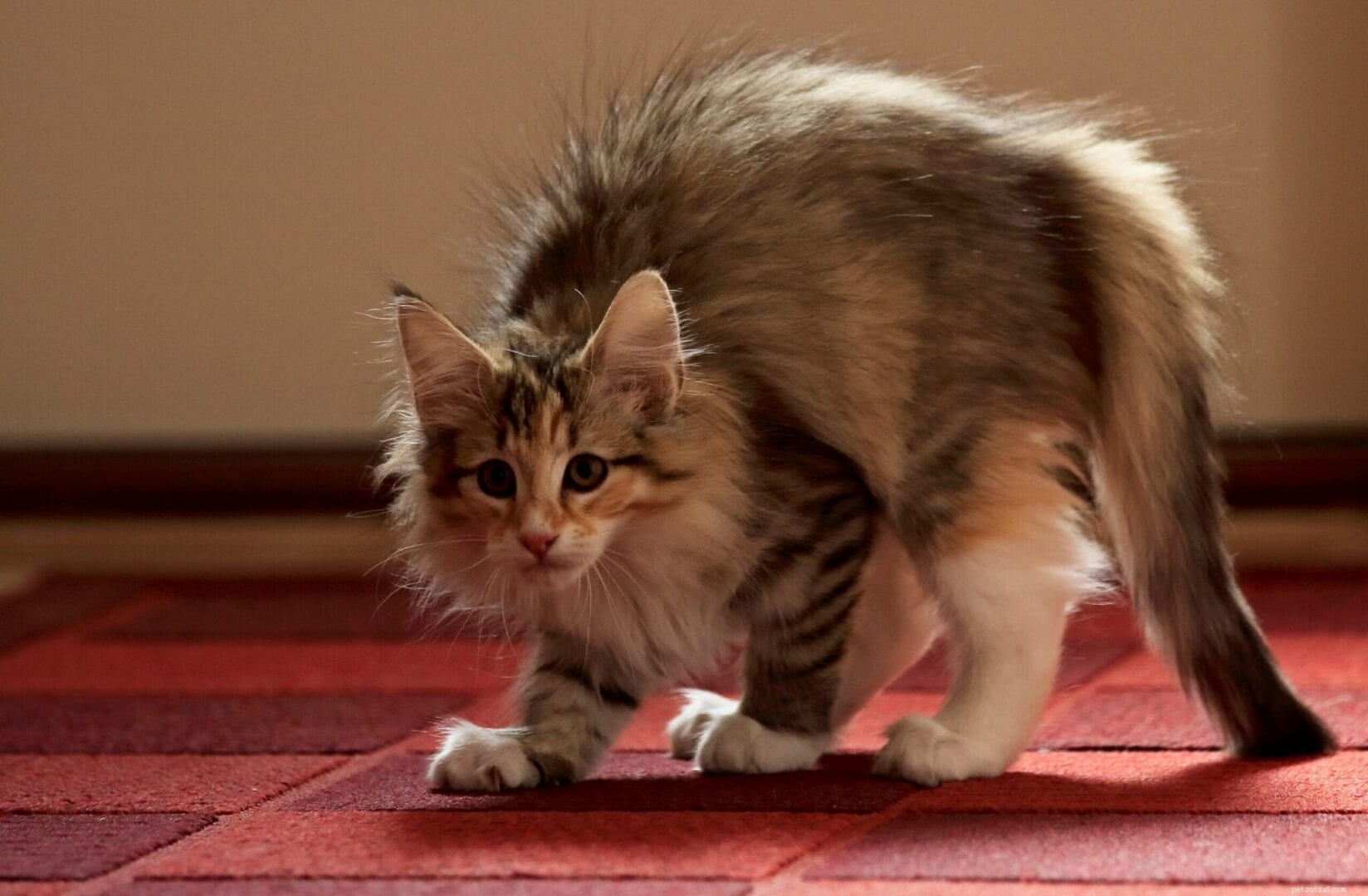 Perché i gatti camminano così stupidamente di lato?