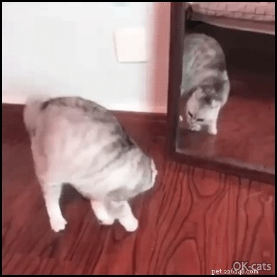 Por que os gatos andam de lado?