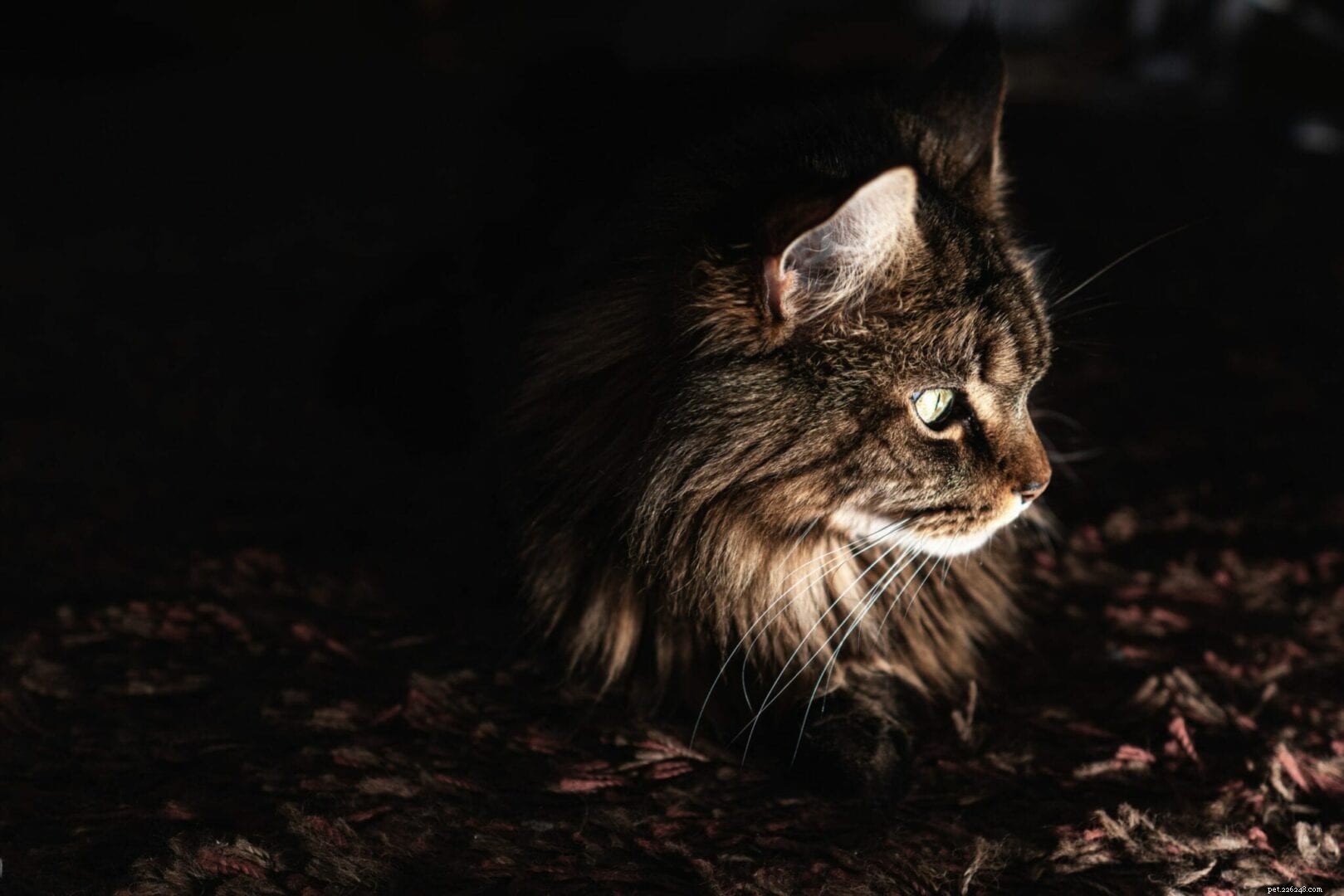 Je kat is schemerig en niet  s nachts - en hier is waarom
