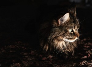 Votre chat est crépusculaire et non nocturne—et voici pourquoi