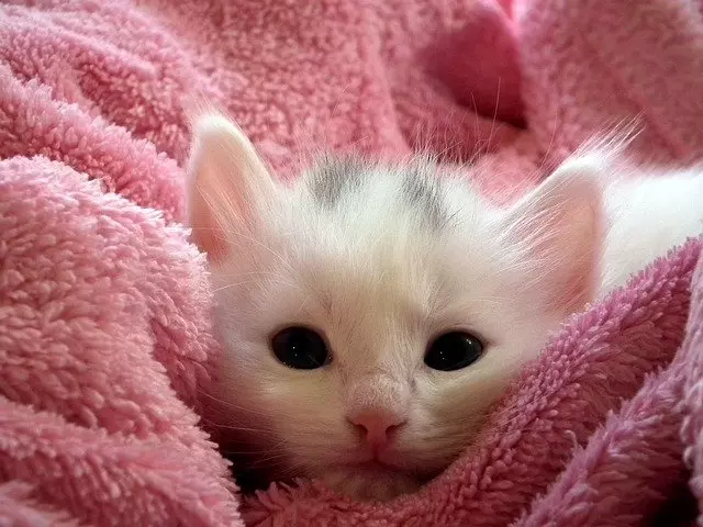 Varför suger katter på filtar?