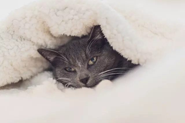 고양이가 담요를 빨아먹는 이유는 무엇입니까?