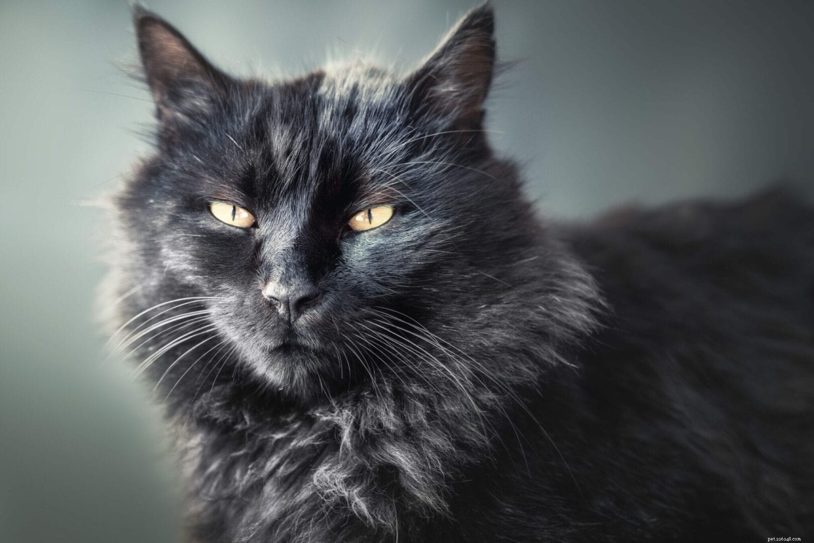 Din katt är crepuskulär inte nattaktiv – och här är varför