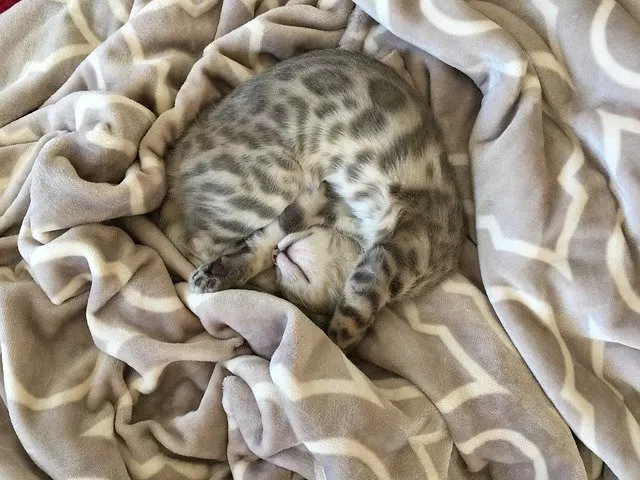 Waarom zuigen katten aan dekens?