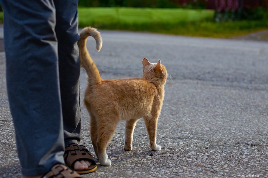 Waarom trekken katten met hun staart?