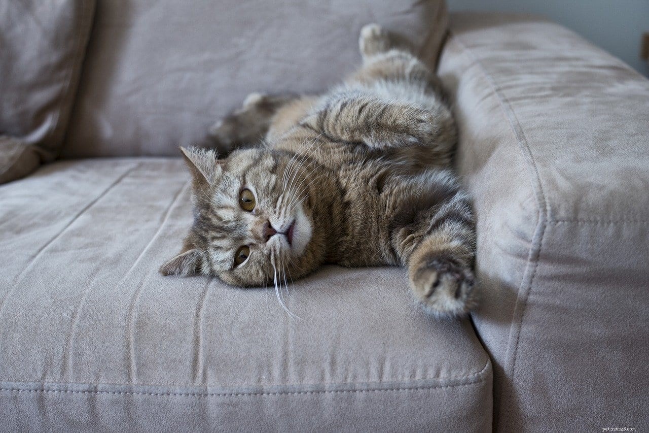 起きたときに猫がいつも席を盗むのはなぜですか？ 