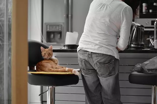 起きたときに猫がいつも席を盗むのはなぜですか？ 
