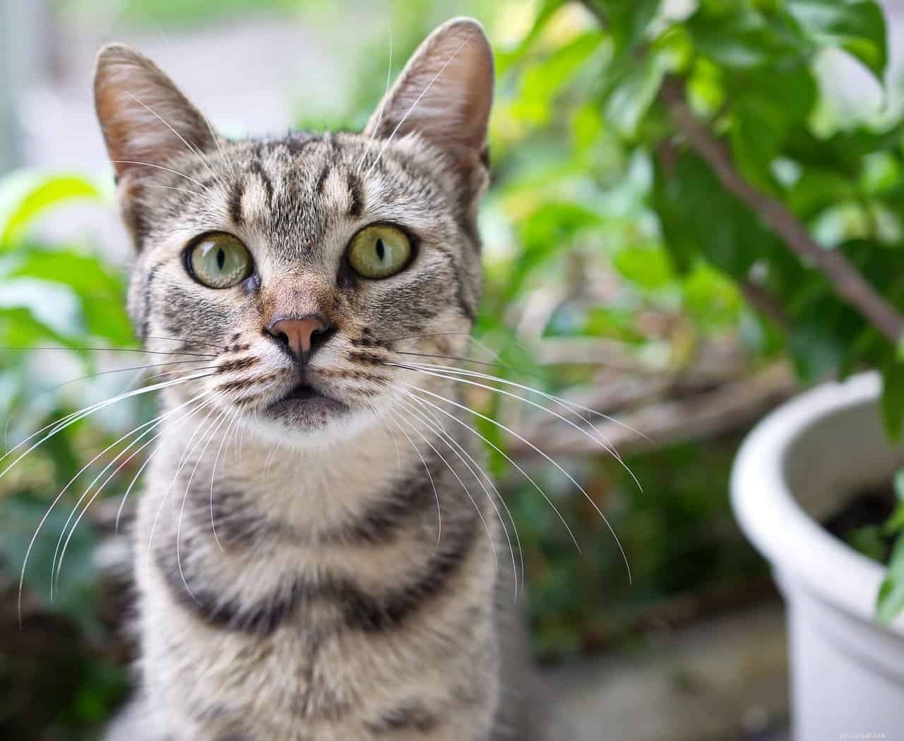 Varför äter katter krukväxter?