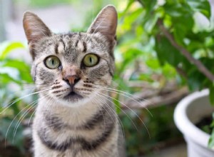 Por que os gatos comem plantas de casa?