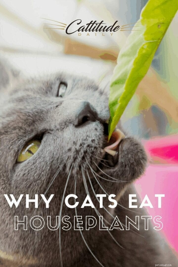 Varför äter katter krukväxter?
