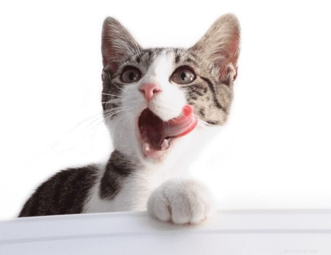 猫が食べてはいけないものを食べているのはなぜですか？ 