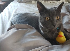 고양이가 장난감을 입에 물고 다니는 이유는 무엇입니까?