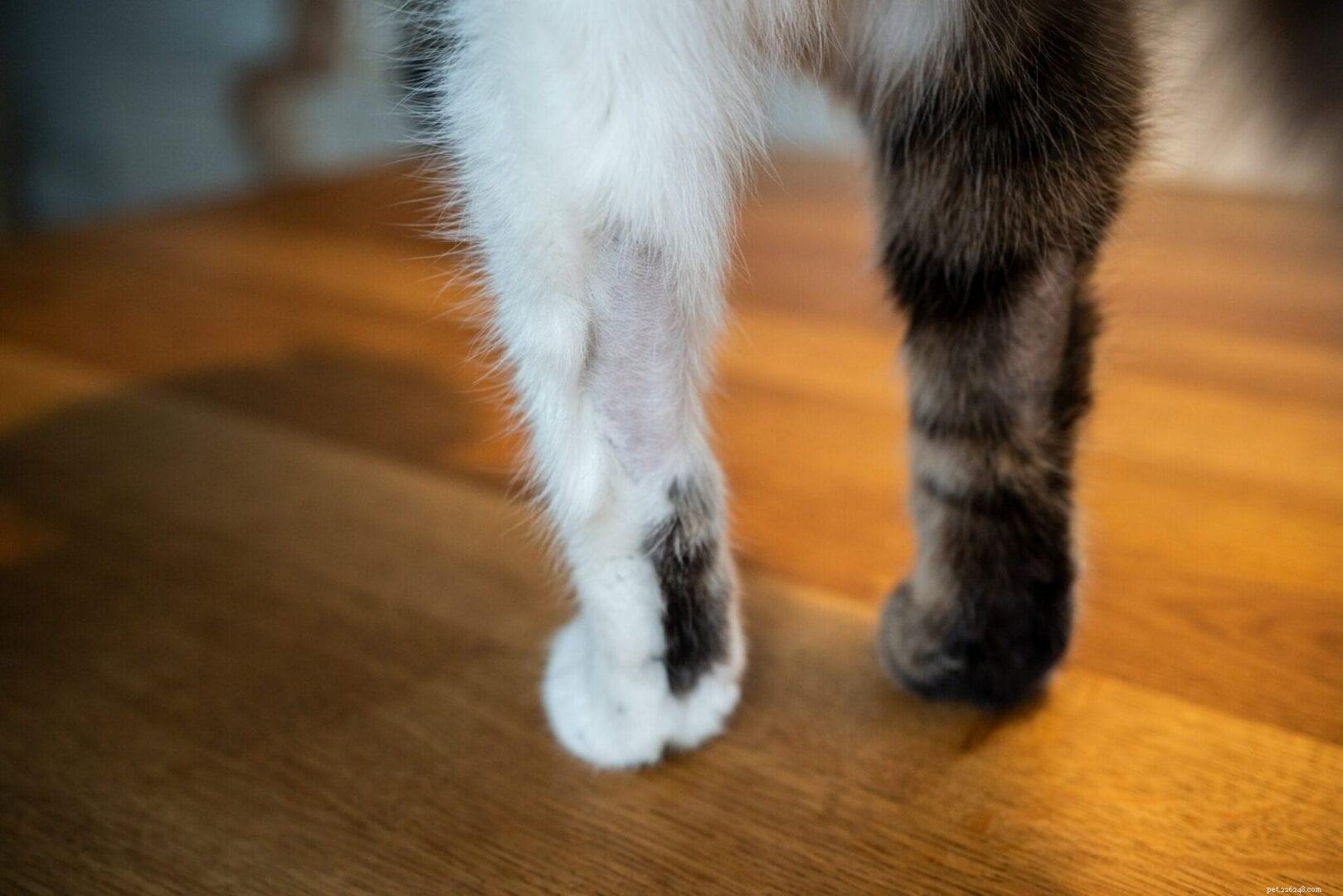 Стрижка шерсти:почему кошки выдергивают шерсть