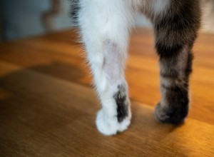 Pälsklippning:Varför katter drar ut sitt hår