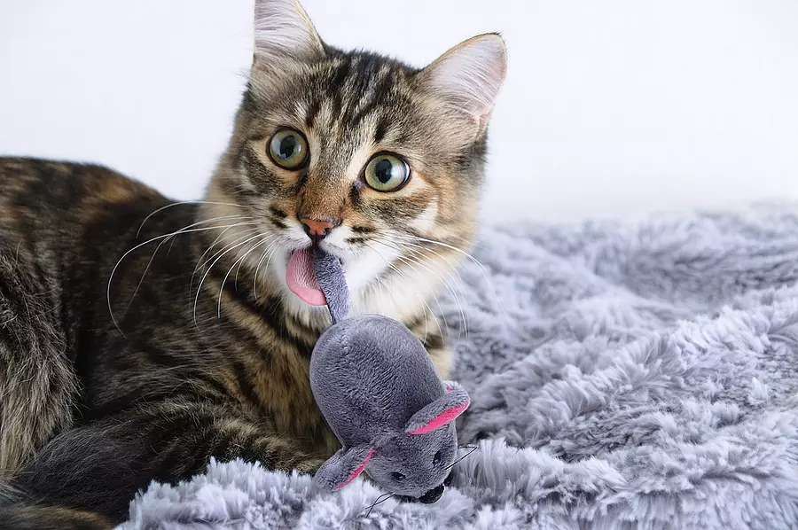 Perché i gatti portano i giocattoli in bocca?