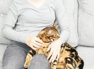 Кошки дают «любовные укусы» или они агрессивны?