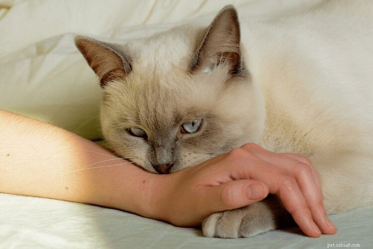 고양이는  사랑의 물음 을 주는가 아니면 공격적인가?