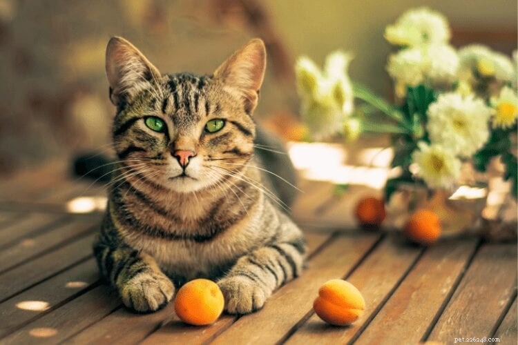 Perché la maggior parte dei gatti odia gli agrumi?