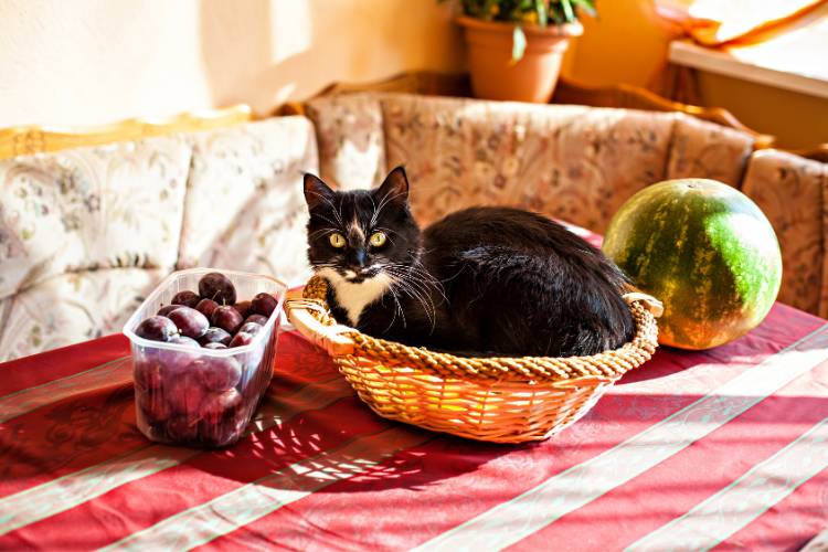 Почему большинство кошек ненавидят цитрусовые?