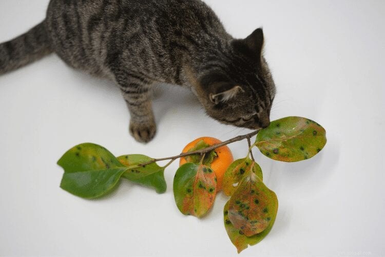 Perché la maggior parte dei gatti odia gli agrumi?