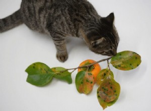ほとんどの猫が柑橘類を嫌うのはなぜですか？ 