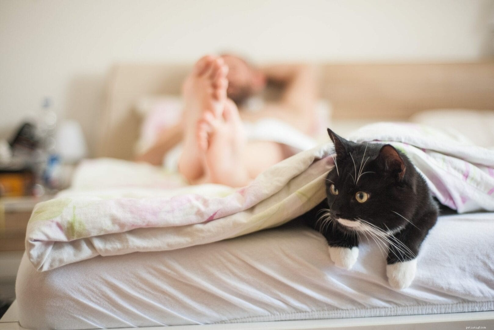 Perché i gatti amano attaccarti sotto le coperte?