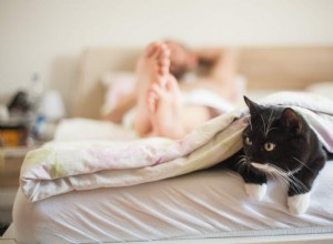 Varför älskar katter att attackera dig under täcket?