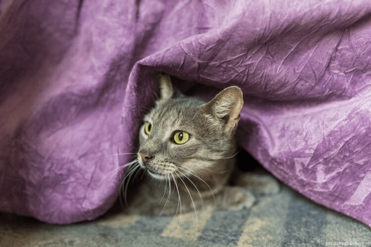 Por que os gatos adoram atacar você debaixo das cobertas?