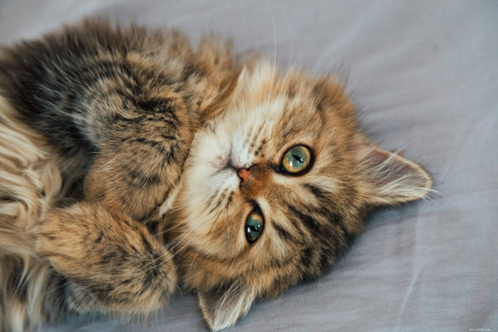 Perché i gatti amano attaccarti sotto le coperte?