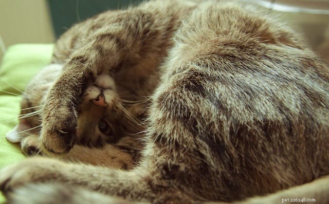 Waarom worden katten darteler bij koud weer?