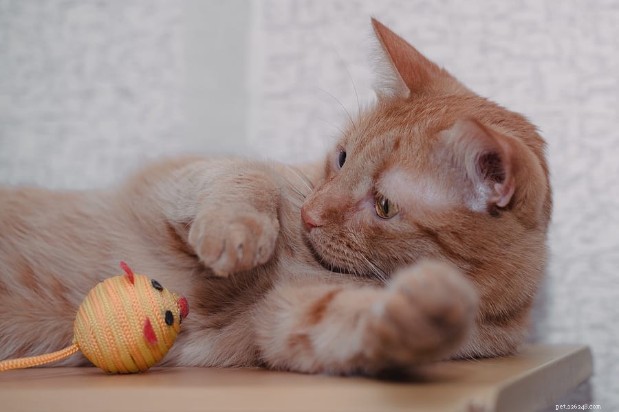 Varför dunkar katter sina leksaker i sina vattenskålar?