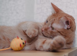 Почему кошки окунают свои игрушки в миски с водой?